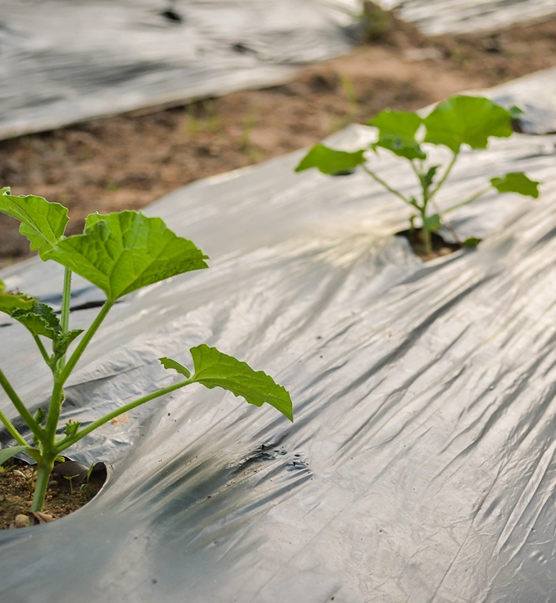 BPS | Polythene, Plastics & Packaging