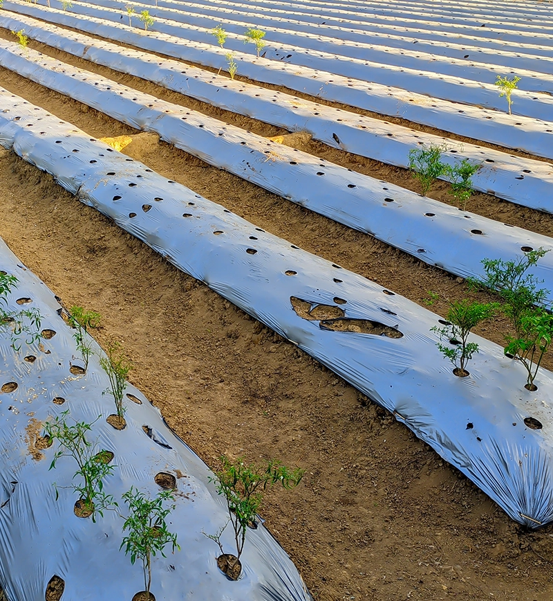 BPS | Polythene, Plastics & Packaging